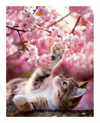 Пазл Pintoo 500 деталей: Кот среди цветов