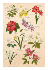 Пазл Pintoo 600 деталей: Mandie. Зимние цветы