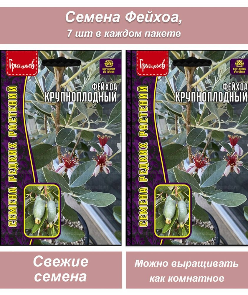 Семена комнатных цветов Фейхоа, 2 шт