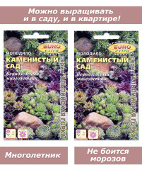 Набор семян, семена комнатных цветов суккулентов Молодило, 2 пакета