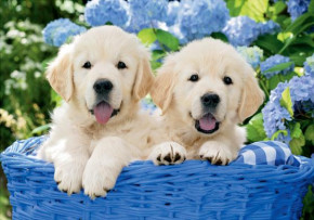Пазл Step 2000 деталей: Щенята в корзине Пазл Step 2000 деталей: Щенята в корзине