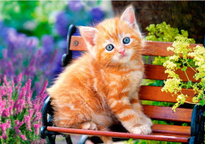 Пазл Castorland 500 деталей: Котенок