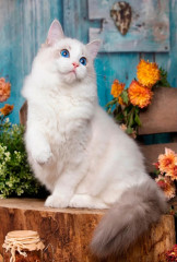 Алмазная мозаика на подрамнике Рыжий Кот: Белая кошечка (полное заполнение)