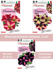 Петуния Романтика