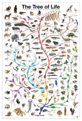 Пазл Eurographics 1000 деталей: Дерево жизни (УЦЕНКА)