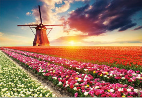 Пазл Educa 1500 деталей: Пейзаж, Тюльпаны
