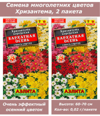 Хризантема многолетняя 2