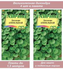 Дихондра